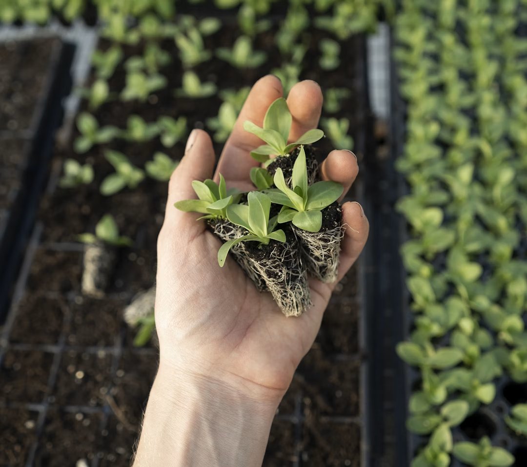 Green plant held in a person’s hand